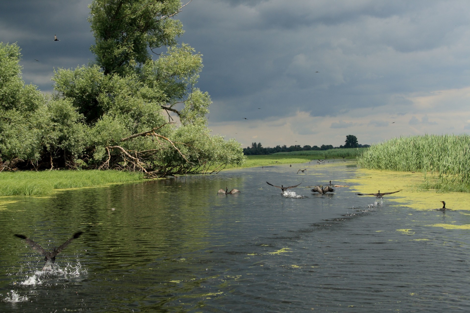 Park prirode Kopački rit - raj za ljubitelje ljepota močvarnog područja ...