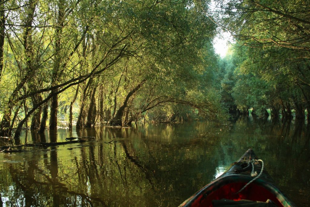 Park prirode Kopački rit - raj za ljubitelje ljepota močvarnog područja ...