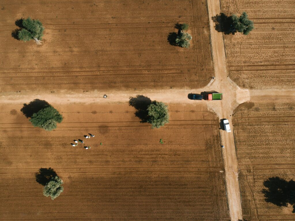 rad, polje
