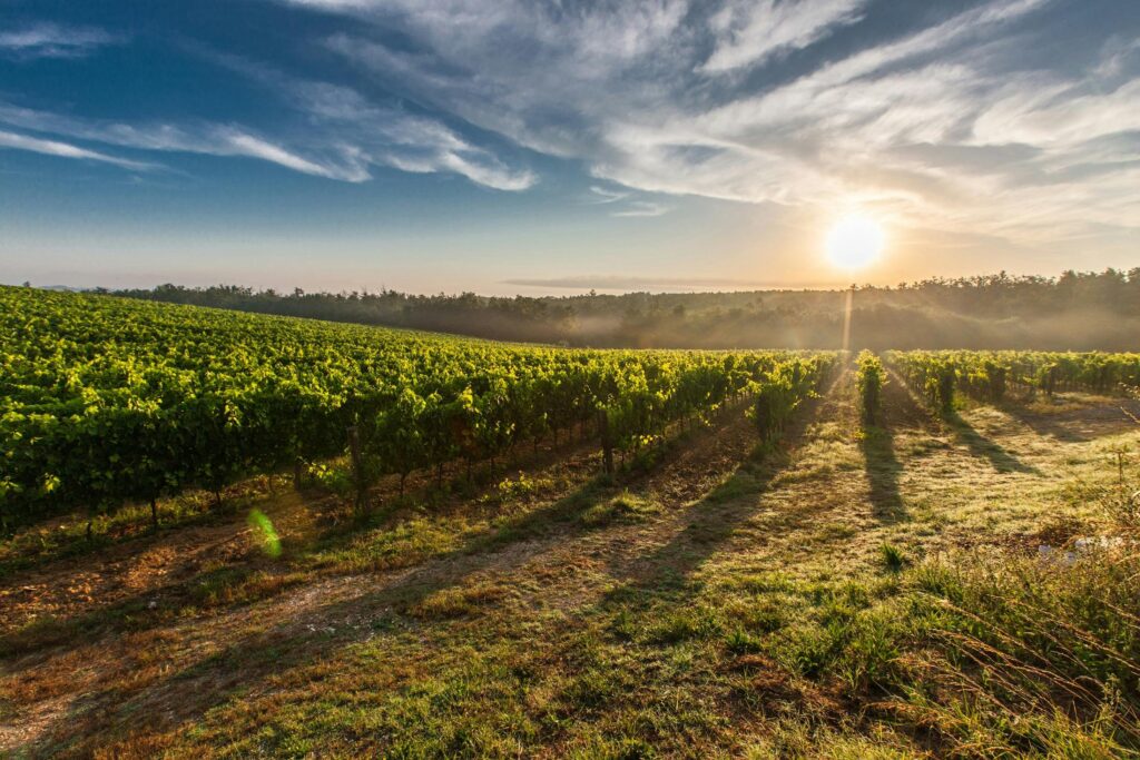 rad, vinograd